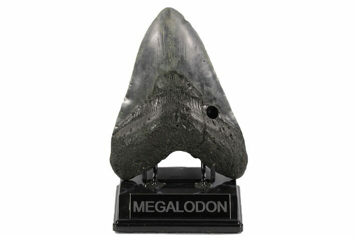 Bargain, Fossil Megalodon Tooth - South Carolina #122245